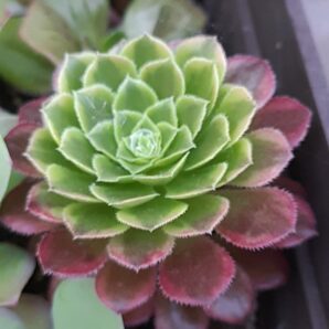 Aeonium fiesta
