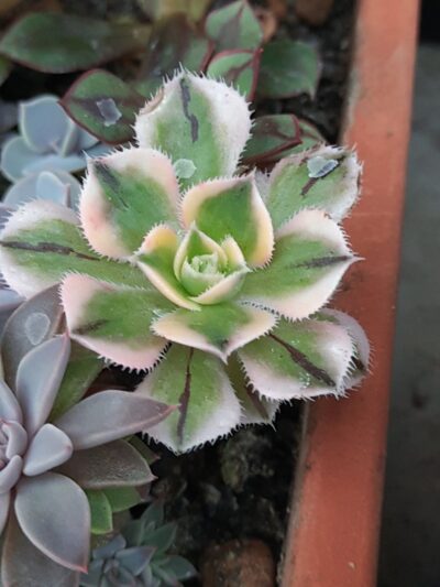 Aeonium Sunburst