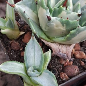 Agave isthmensis ‘Ohi Raijin Shiro Nakafu’ – Variegated Dwarf