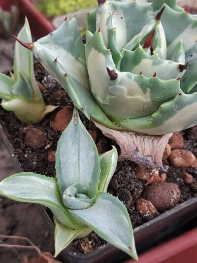 Agave isthmensis ‘Ohi Raijin Shiro Nakafu’ – Variegated Dwarf