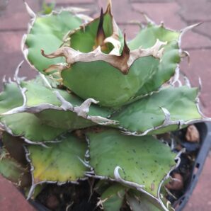 Agave titanota mini clone