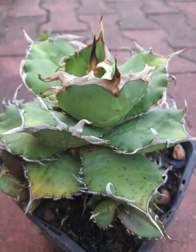Agave titanota mini clone