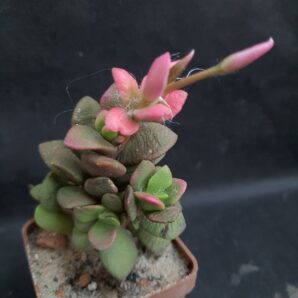 Anacampseros telephiastrum sunrise var.