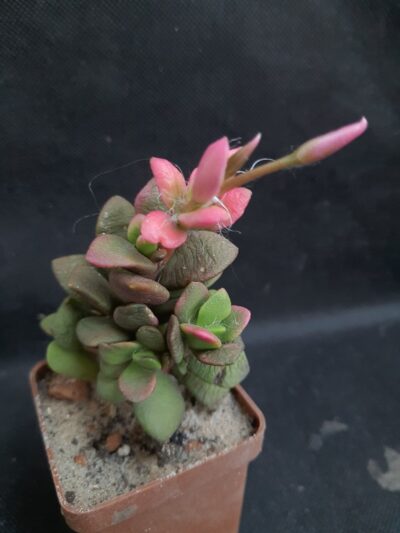 Anacampseros telephiastrum sunrise var.