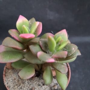 Anacampseros telephiastrum sunrise var. | 9