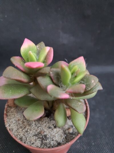 Anacampseros telephiastrum sunrise var.