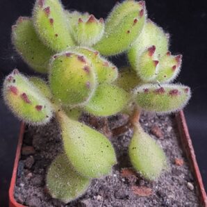 Cotyledon tomentosa var. | 27