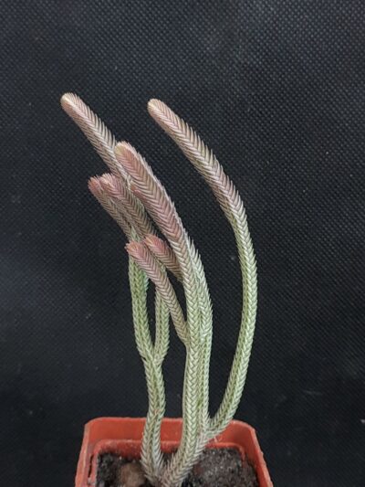Crassula lycopodioides variegata