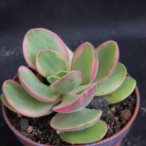Crassula "Money Maker" variegated