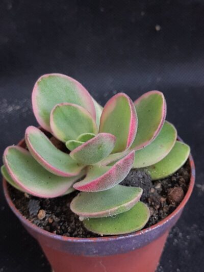 Crassula "Money Maker" variegated