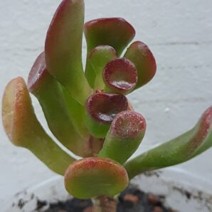 Crassula ovata Hobbit