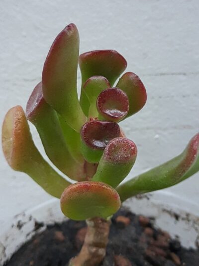 Crassula ovata Hobbit