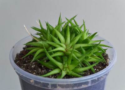 Haworthia angustifolia v. liliputana