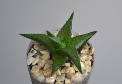 Haworthia tesselata