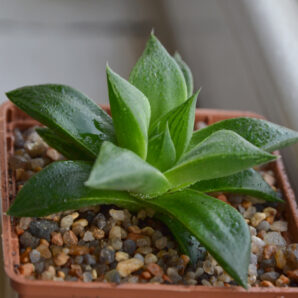 Haworthia retusa Giant