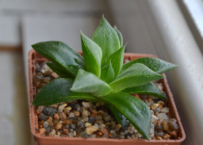 Haworthia retusa Giant