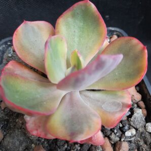 Echeveria Enfant