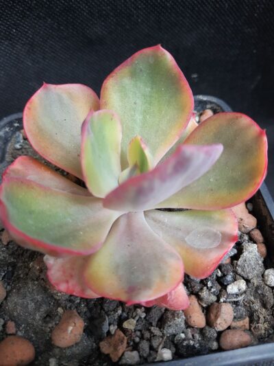 Echeveria Enfant
