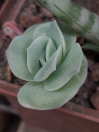 Echeveria 'Lovely Rose'