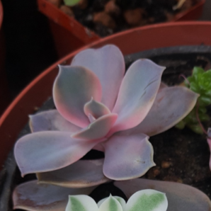 Echeveria Rainbow