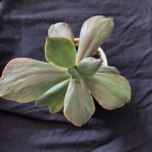 Echeveria suyon frill red Phoenix variegated 1
