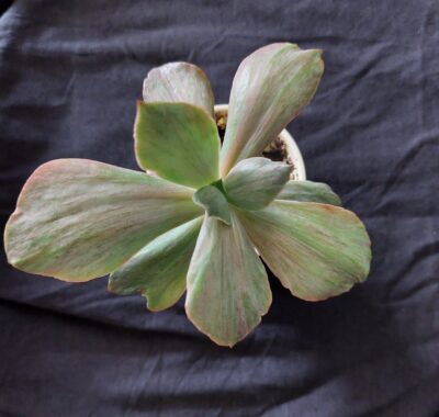 Echeveria suyon frill red Phoenix variegated 1