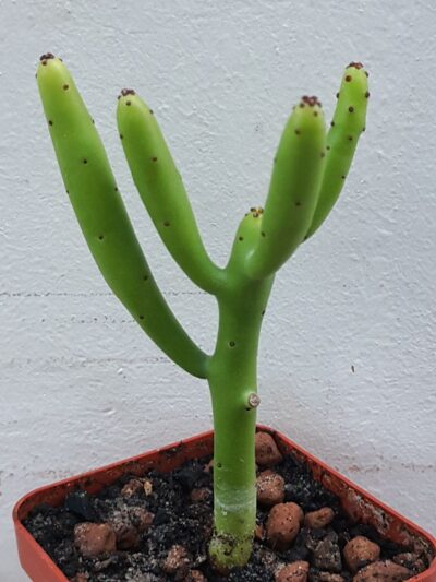 Euphorbia cedrorum