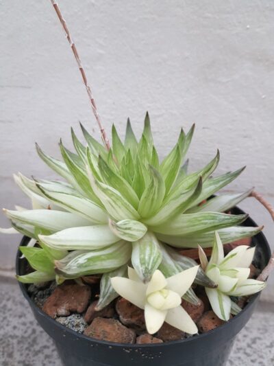 Haworthia vittata var.