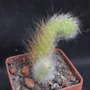 Hildewintera colademononis
