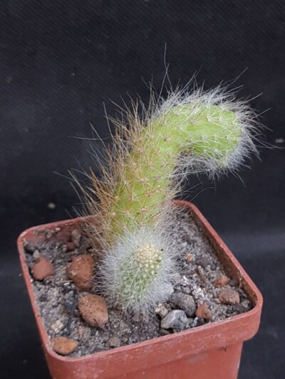 Hildewintera colademononis