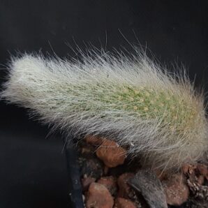 Hildewintera colademononis | 48