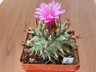 Turbinicarpus alonsoi MZ 877