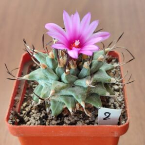 Turbinicarpus alonsoi MZ 877 | 108
