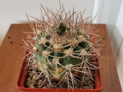 Gymnocalycium nidulans 25 років