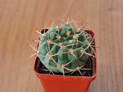Gymnocalycium carminanthum