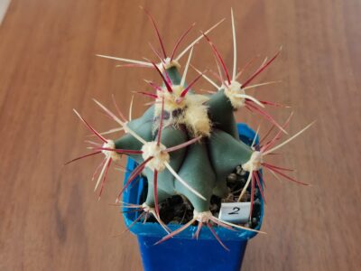 Ferocactus emoryi KMR 364