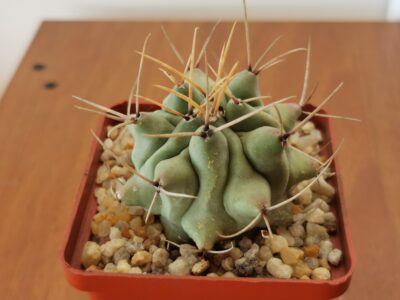 Thelocactus rinconensis SB 301