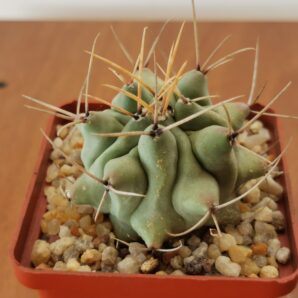 Thelocactus rinconensis SB 301 | 87