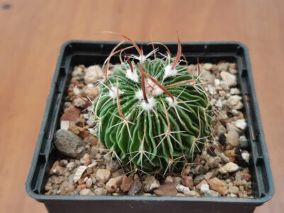 Echinofossulocactus multicostatus Lau 1341