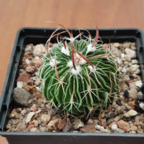 Echinofossulocactus multicostatus Lau 1341 | 28