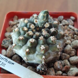 Gymnocalycium stellatum VG 312 | 46
