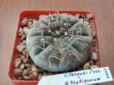 Gymnocalycium ferrari P136 X Gymnocalycium platygonum