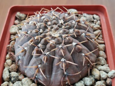 Gymnocalycium basiatrum
