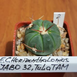 Echinocactus horizonthalonius JABO 32 | 26