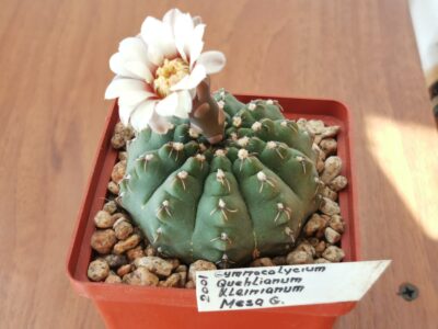Gymnocalycium stellatum kleinianum MG