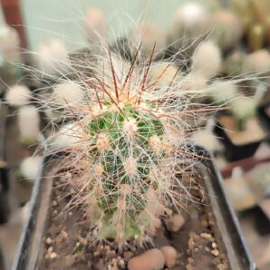 Оreocereus celsianus | 66