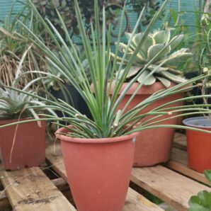 Agave striata spp