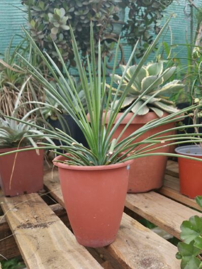 Agave striata spp