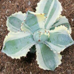 Agave Isthmensis Kabutogani var