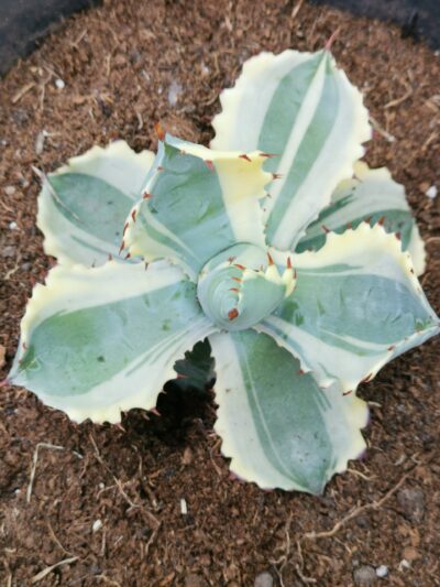 Agave Isthmensis Kabutogani var
